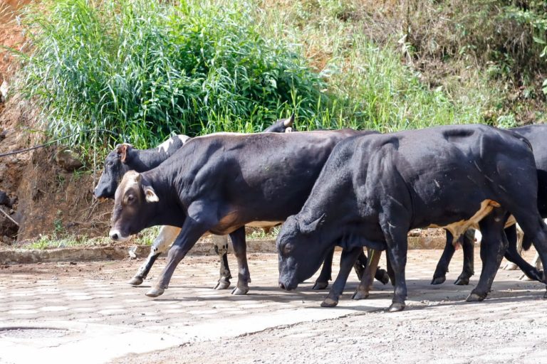 whatsapp image 2026 04 10 at 10.59.30 am